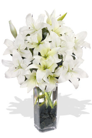 Ivory Oriental Lilies Ivory Oriental Lilies